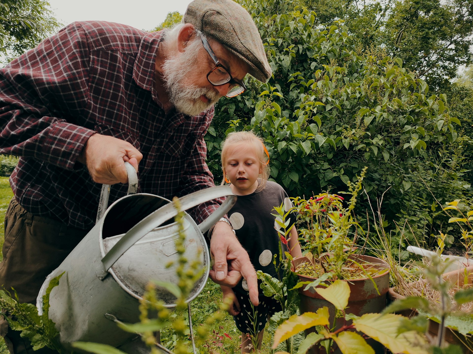 family gardening seeds organic